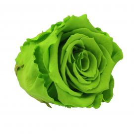 Mieganti stabilizuota rožė, 6,5x6cm (Salotinė)