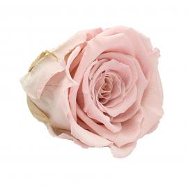 Mieganti stabilizuota rožė, 6,5x6cm (Šviesi rožinė)