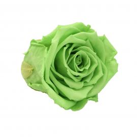 Mieganti stabilizuota rožė, 6,5x6cm (Šviesiai salotinė)