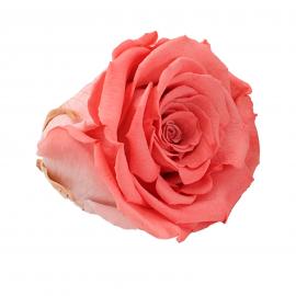 Mieganti stabilizuota rožė, 6,5x6cm (Rausva)